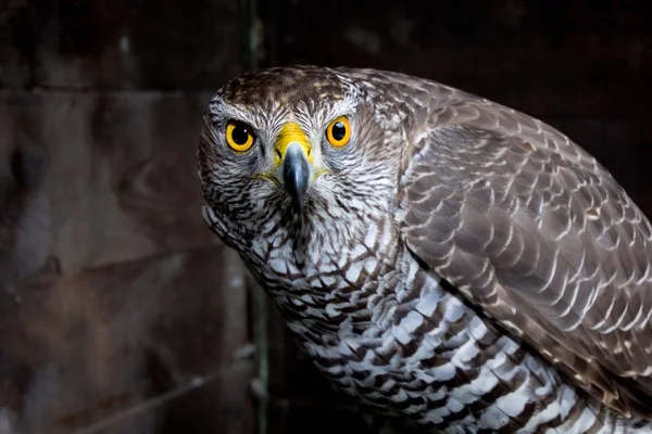 Hawk närbild. — Stockfoto