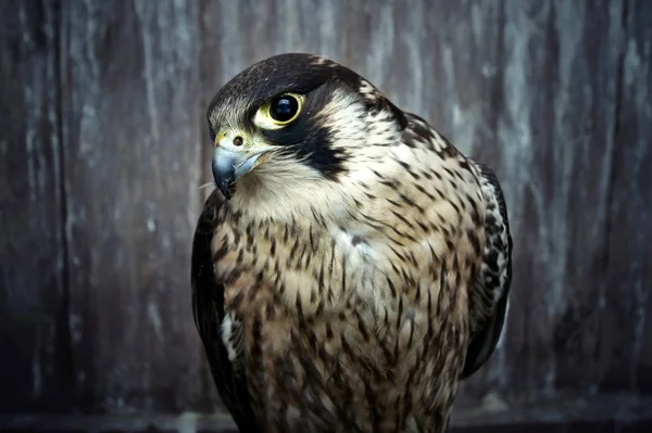 Γεράκι Peregrine. — Φωτογραφία Αρχείου