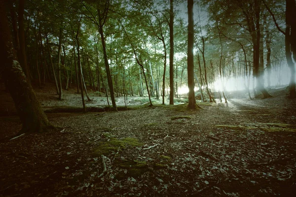 Floresta mágica escura . — Fotografia de Stock