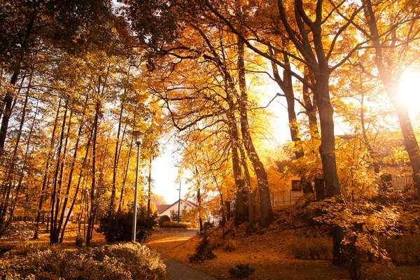 Höstens landskap. — Stockfoto