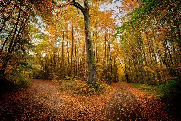 Herbst im Park. — Stockfoto