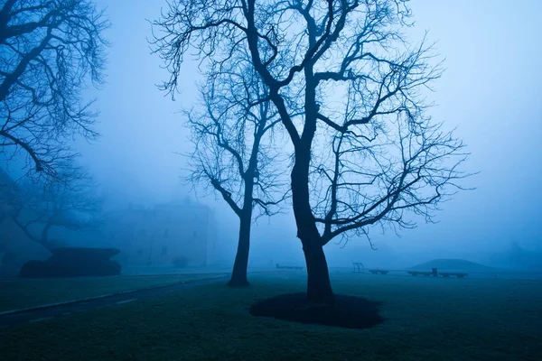 Mgła rano w parku miejskim. — Zdjęcie stockowe
