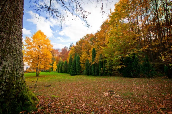 Ősz a parkban. Jogdíjmentes Stock Képek