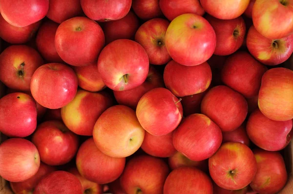 Holzkisten voller frischer Äpfel — Stockfoto