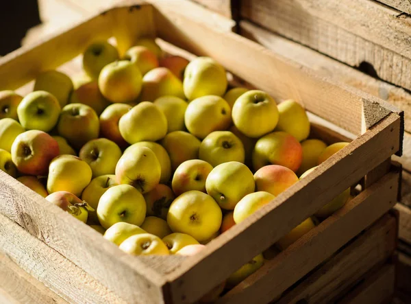 Wooden crate box full of fresh apples