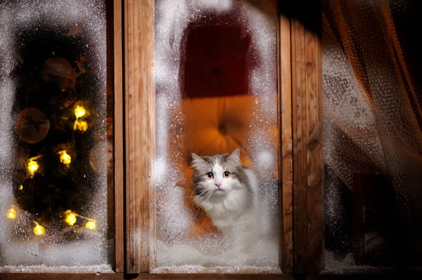 Кіт дивиться на вулицю через замерзле зимове вікно — стокове фото