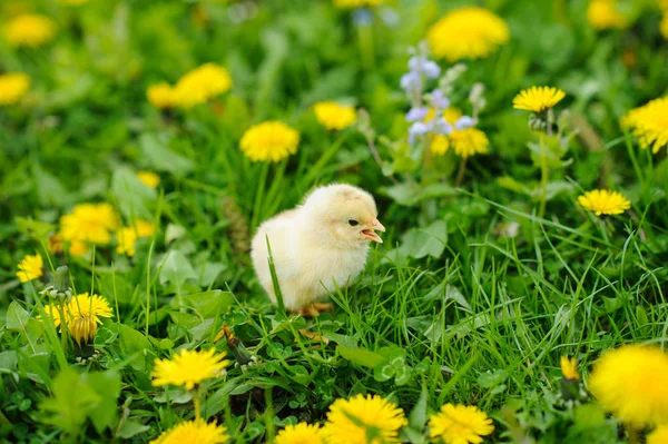 Poulet sur l'herbe verte — Photo