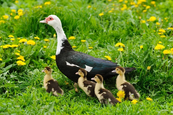 Duckling on the green grass — Stock Photo, Image