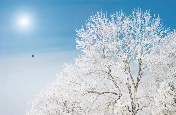 Деревья, покрытые инеем и снегом — стоковое фото