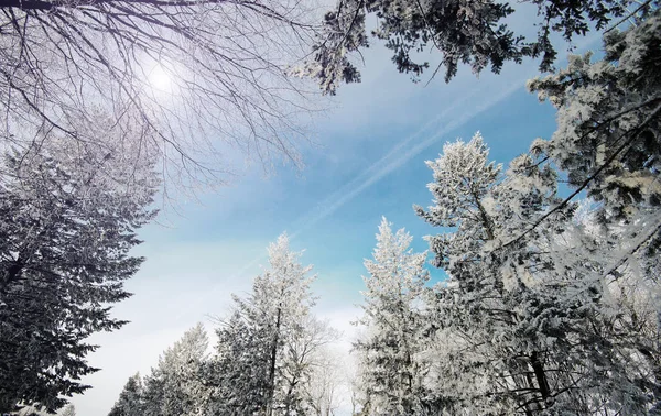 Arbres couverts de givre et de neige — Photo