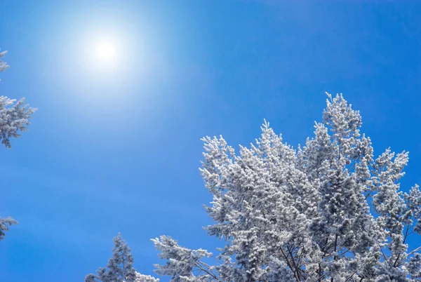 Bäume mit Raureif und Schnee bedeckt — Stockfoto