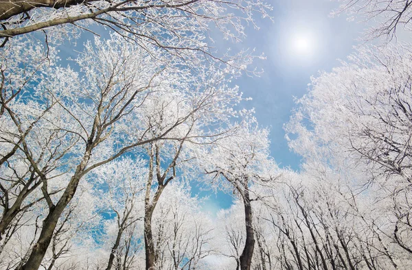Drzewa pokryte mrozem i śniegiem — Zdjęcie stockowe