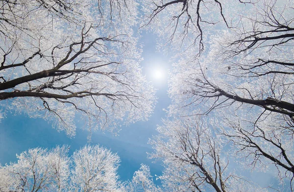 Trees covered with hoarfrost and snow — Stock Photo, Image