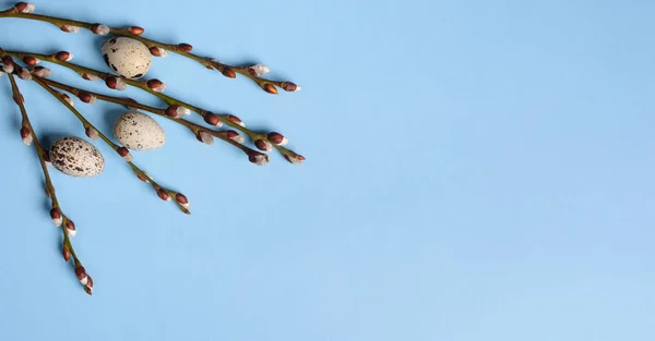 Willow tätningar med vaktelägg på blå bakgrund — Stockfoto