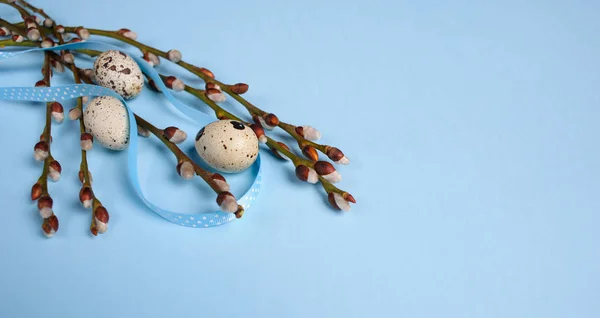 Focas de salgueiro com ovos de codorna em fundo azul — Fotografia de Stock
