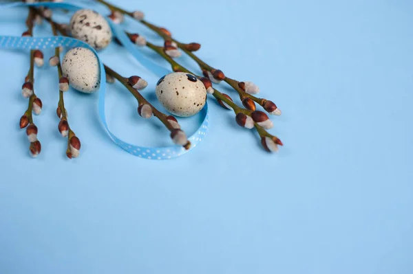 Willow contalar ile mavi arka plan üzerinde bıldırcın yumurtası — Stok fotoğraf