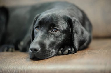Labrador köpek Divan