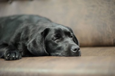 Labrador köpek Divan