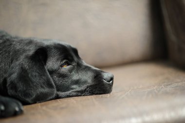 Labrador köpek Divan