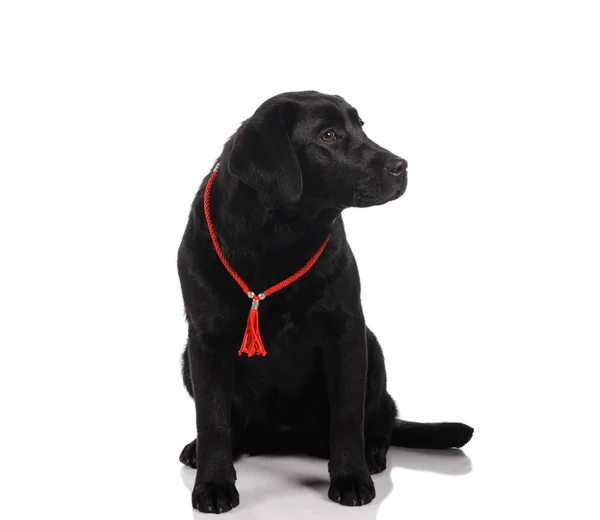 Pies czarny golden retriever labrador na białym tle — Zdjęcie stockowe