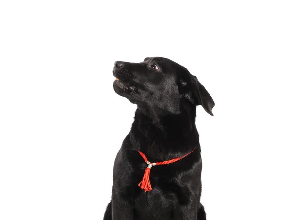 孤立在白色背景上的黑色拉布拉多金毛猎犬 — 图库照片
