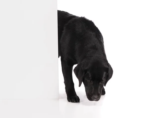 Černý zlatý labrador retrívr pes izolovaných na bílém pozadí — Stock fotografie