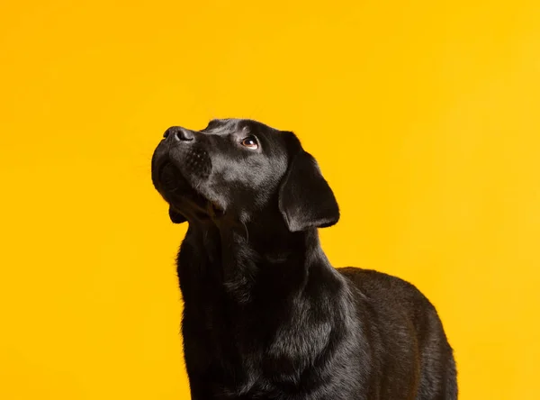 Svart golden labrador retriever hund isolerad på gul bak — Stockfoto
