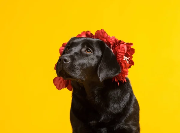 Negro perro labrador retriever dorado aislado sobre fondo amarillo —  Fotos de Stock