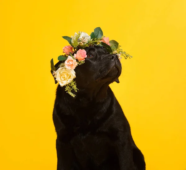 Black golden labrador retriever dog isolated on yellow backgroun