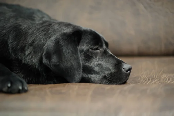 Labrador-dog a kanapé — Stock Fotó