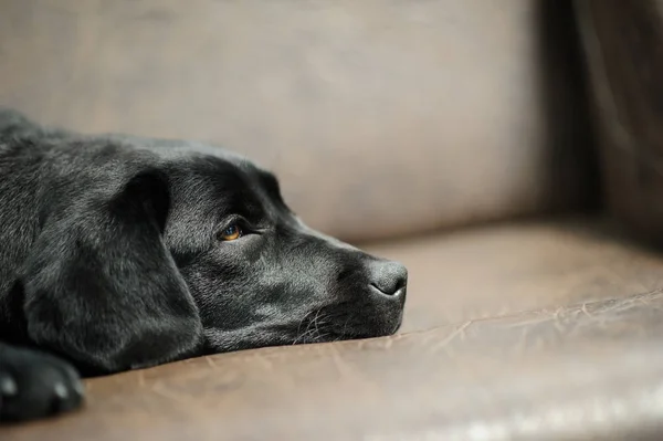 Labrador perro en sofá — Foto de Stock