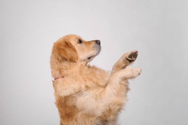 Golden labrador retriever köpek beyaz arka plan üzerinde izole. Stud