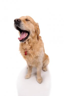 Beyaz arka plan üzerinde izole komik golden labrador retriever köpek