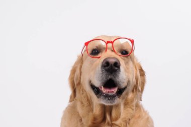 Komik golden labrador retriever köpek kırmızı gözlük arıyorum