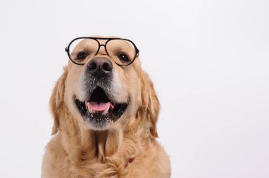 Komik golden labrador retriever köpek siyah gözlük arıyorum