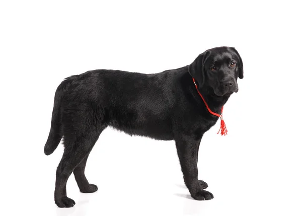 Beyaz arka plan üzerinde izole siyah golden labrador retriever köpek — Stok fotoğraf