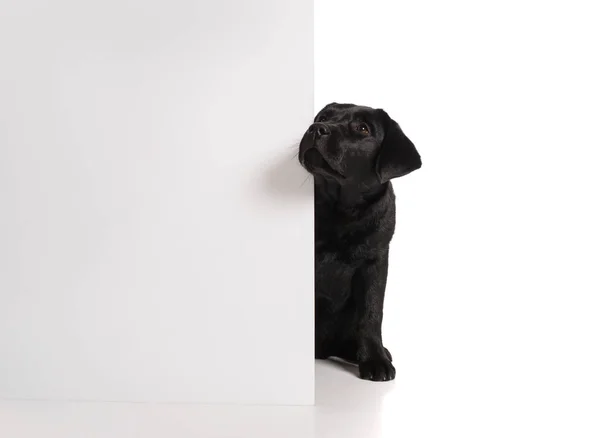 Černý zlatý labrador retrívr pes izolovaných na bílém pozadí — Stock fotografie