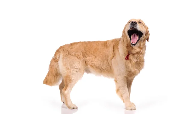 白い背景で隔離の面白いラブラドール ゴールデンレトリバー犬 — ストック写真