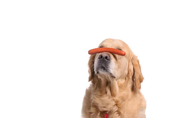 Divertido perro labrador retriever dorado mirando el perrito caliente —  Fotos de Stock