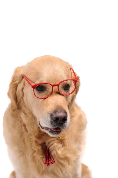 Engraçado dourado labrador retriever cão olhando em óculos vermelhos — Fotografia de Stock