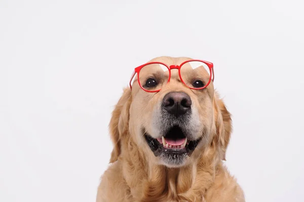 Забавный золотой лабрадор, ищущий в красных очках — стоковое фото