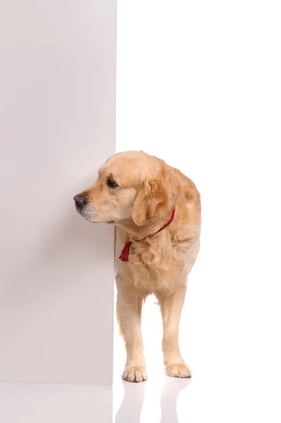 Perro labrador retriever dorado mirando hacia fuera desde detrás de la pared — Foto de Stock