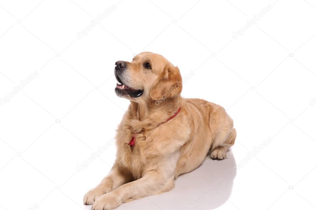 golden labrador retriever dog isolated on white background. Stud