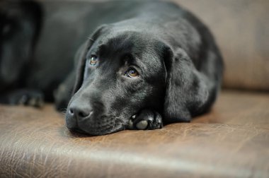 Kanepede uyumak Labrador köpek