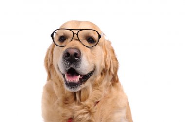 Komik golden labrador retriever köpek siyah gözlük arıyorum. Stüdyo vurdu. Portre sevimli evcil hayvan.