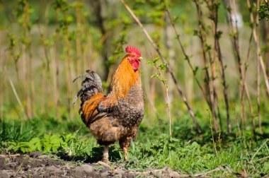 Yeşil çimenlerin üzerinde horoz