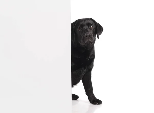 Černý Zlatý Labradorský Retrívr Pes Izolovaných Bílém Pozadí Studio Záběr — Stock fotografie