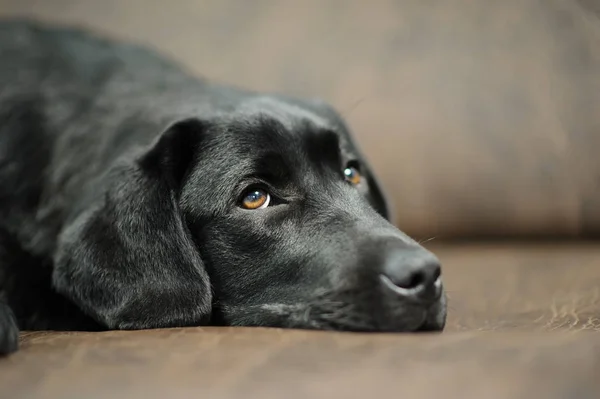 Labrador Kutya Alszik Kanapén — Stock Fotó