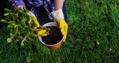 Bir kadının elleri yeni bir çömleğe bitki naklediyor.