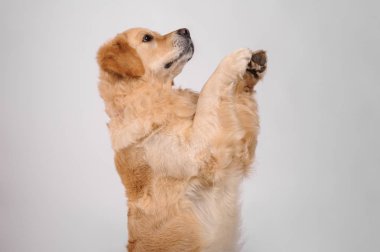 Golden labrador retriever köpek beyaz arka plan üzerinde izole. Stud